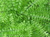 Fern Leaves