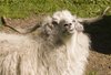 Smiling Goat