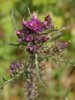 thistle