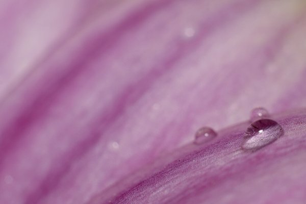 Raindrops on flower: Raindrops on flower leafs. The picture is macro using bellows.