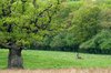 The greens of spring