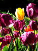 tulip gardens