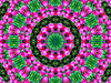 pink tulip circle