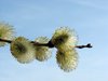 catkin