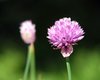Chives