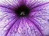 Workings of a Pertunia