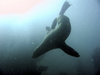 Seal 1