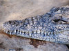 Crocodile 4