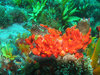 Sea Sponge 4