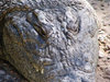 Crocodile 6