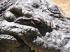 Crocodile 10