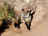Bat Eared Fox