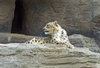 Snow Leopard