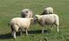 sheep