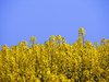 Rapeseed
