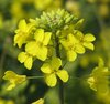 Rapeseed