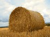 Round em up