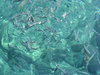 Hungry Fish