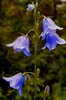 bluebell
