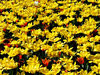 tulip garden - one lone white