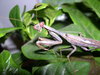 praying mantis
