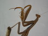 praying mantis