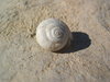 snail