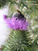thistle bee