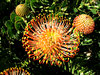 golden pincushion splendour