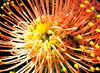 golden pincushion splendour