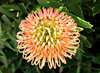 golden pincushion splendour