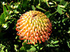 golden pincushion splendour