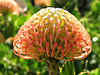 golden pincushion splendour
