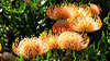 golden pincushion splendour