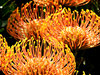 golden pincushion splendour