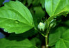 Flower in my garden