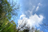 Hdr trees