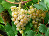 grape in a raining day