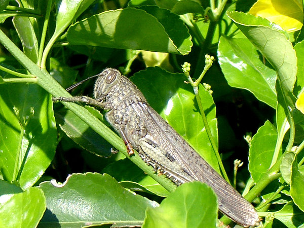 Idaho Flowering Locust