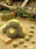 Goiter in the sand