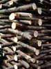 wood texture