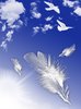 feather fly