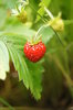 Wild strawberry