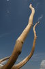branch