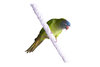 Parrot 2