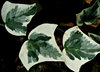 ivy creeper