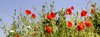 corn flower seires