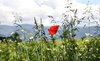 corn flower seires
