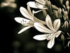 Sepia Toning