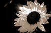 Sepia toning